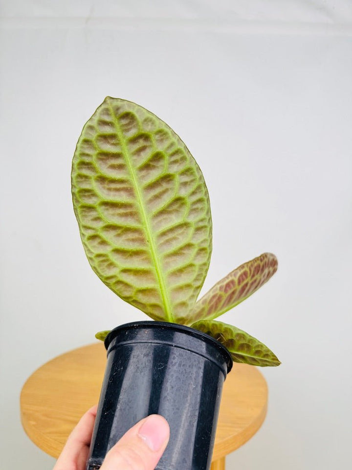 Labisia sp. - Turtleback | Uprooted