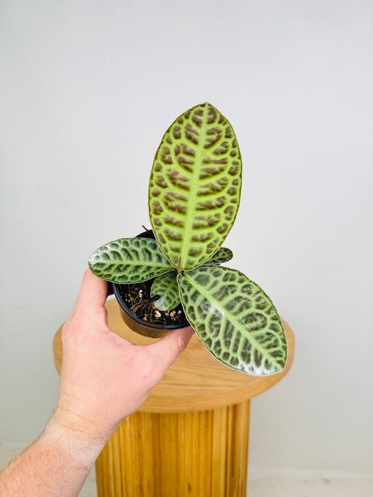 Labisia sp. - Turtleback | Uprooted