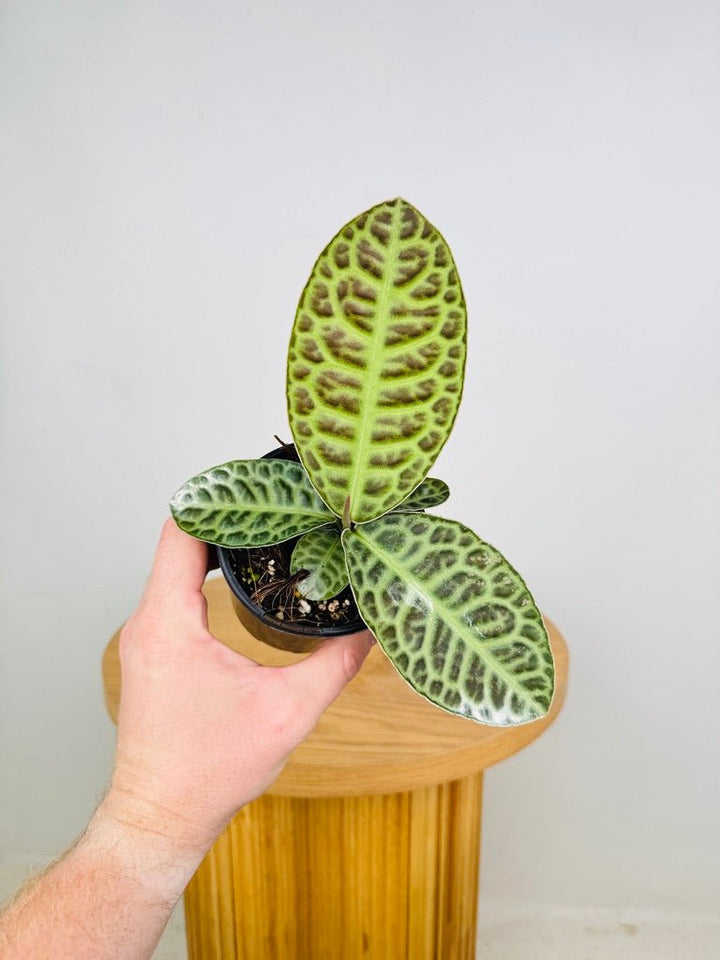 Labisia sp. - Turtleback | Uprooted