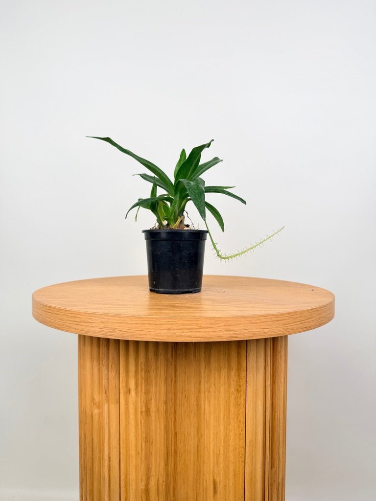Ledebouria Socialis - Green Squill | Uprooted
