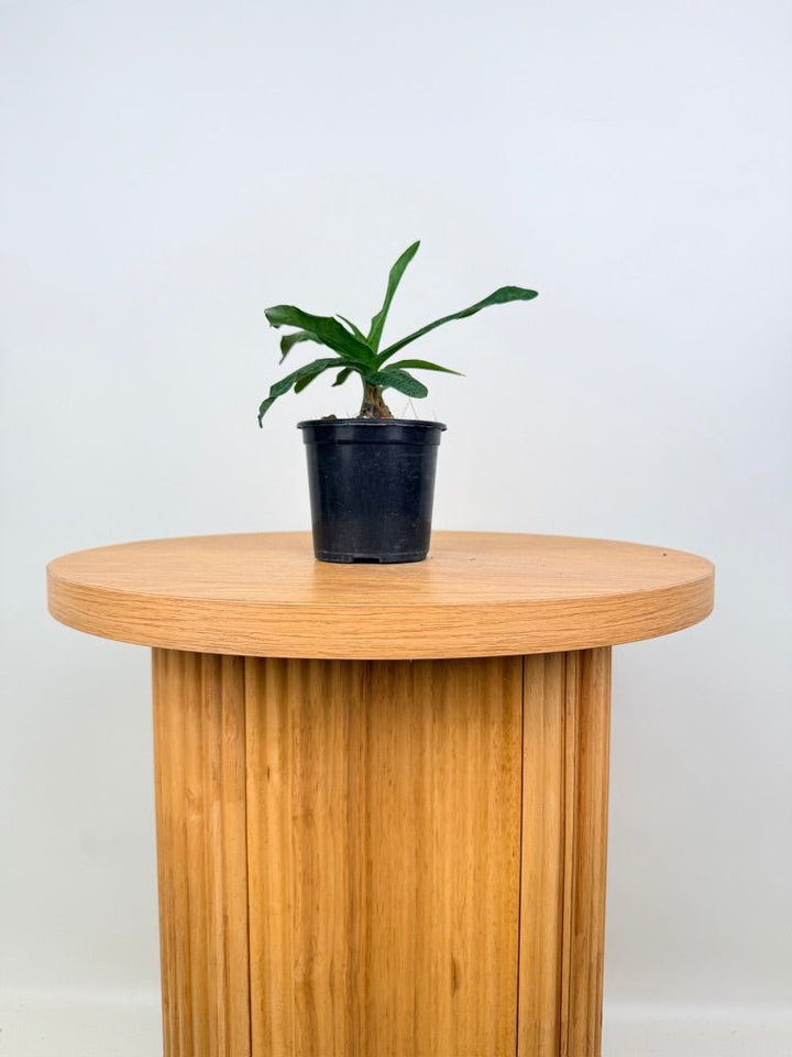 Ledebouria Socialis - Green Squill | Uprooted