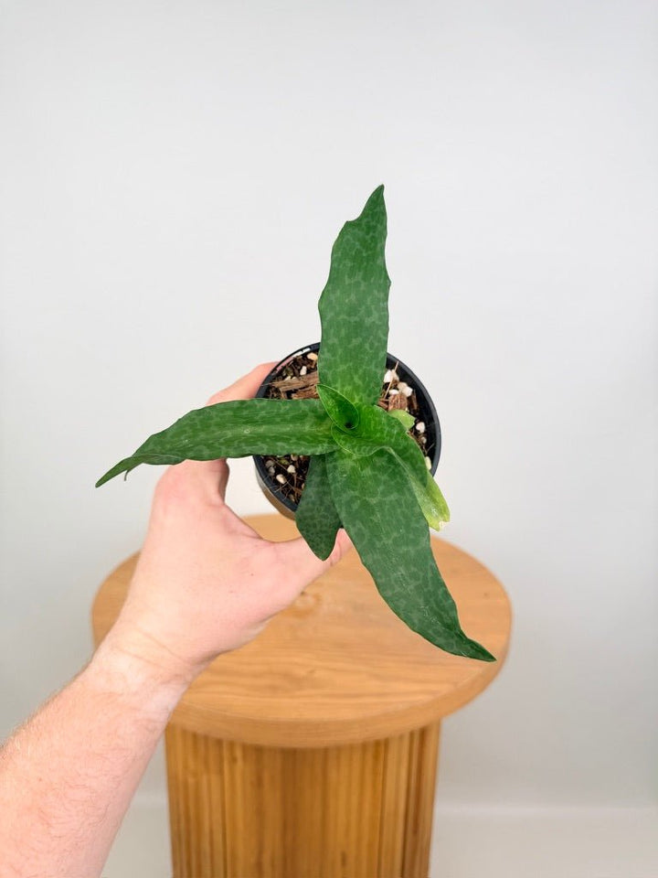Ledebouria Socialis - Green Squill | Uprooted