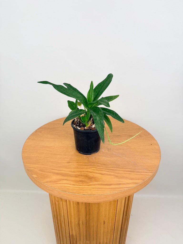 Ledebouria Socialis - Green Squill | Uprooted