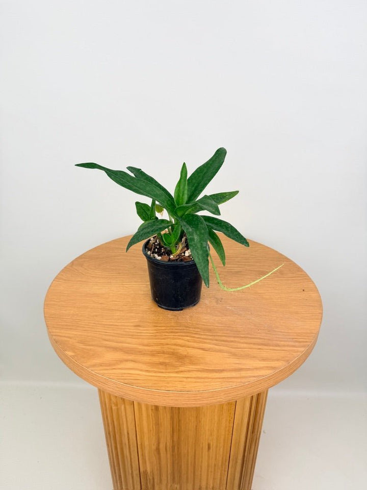 Ledebouria Socialis - Green Squill | Uprooted