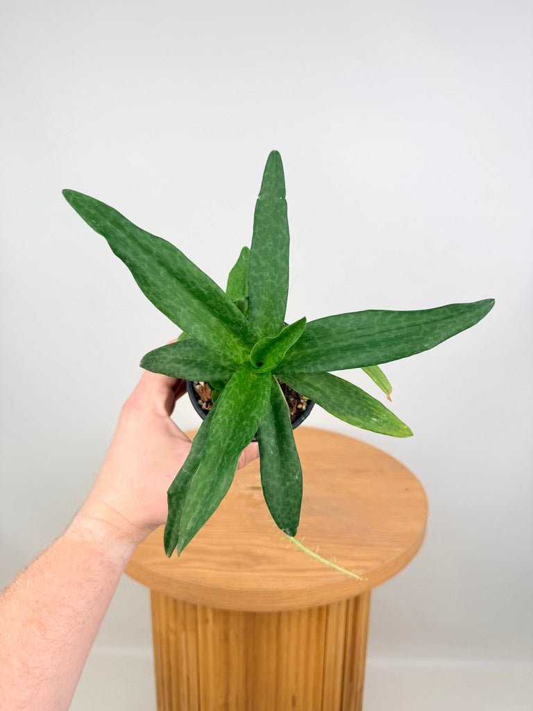 Ledebouria Socialis - Green Squill | Uprooted