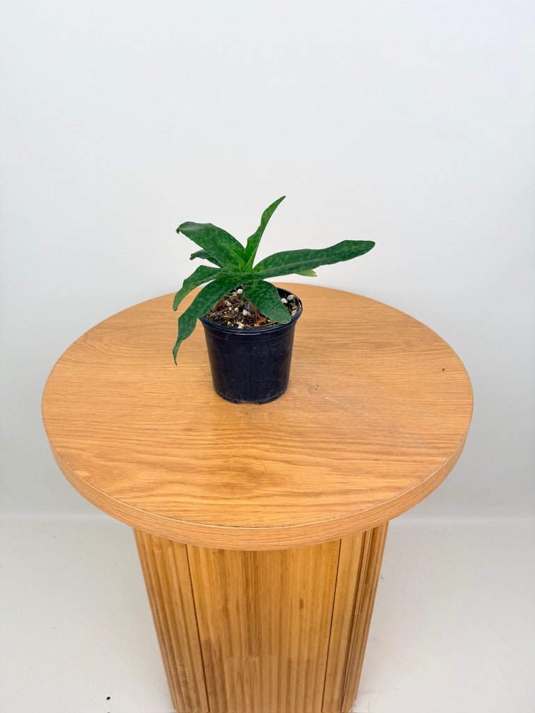 Ledebouria Socialis - Green Squill | Uprooted