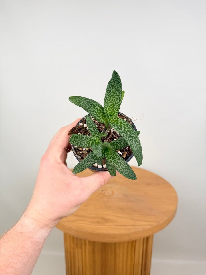 Ledebouria Socialis - Leopard Squill | Uprooted