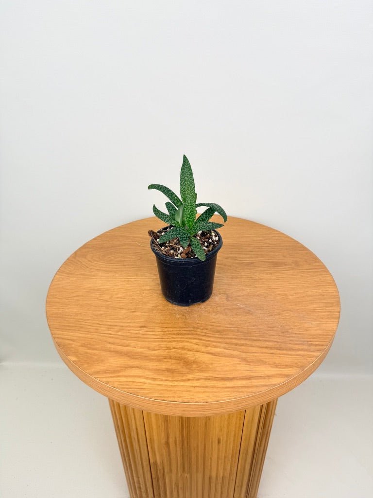 Ledebouria Socialis - Leopard Squill | Uprooted