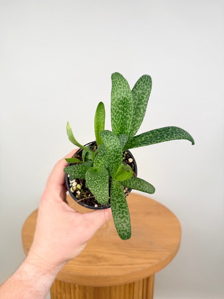 Ledebouria Socialis - Leopard Squill | Uprooted