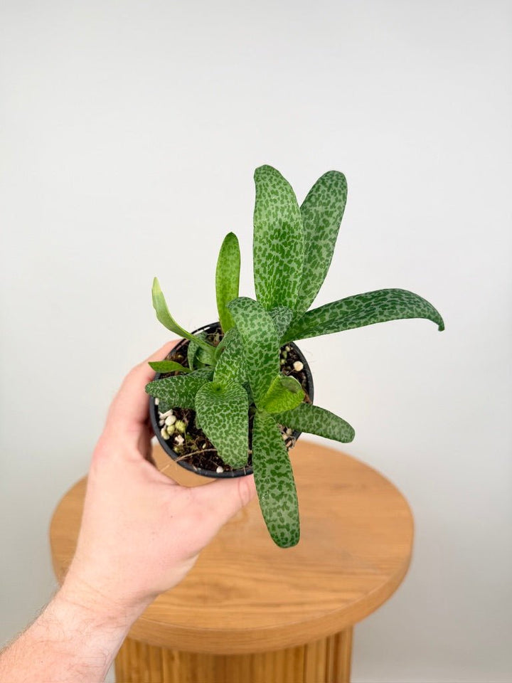 Ledebouria Socialis - Leopard Squill | Uprooted
