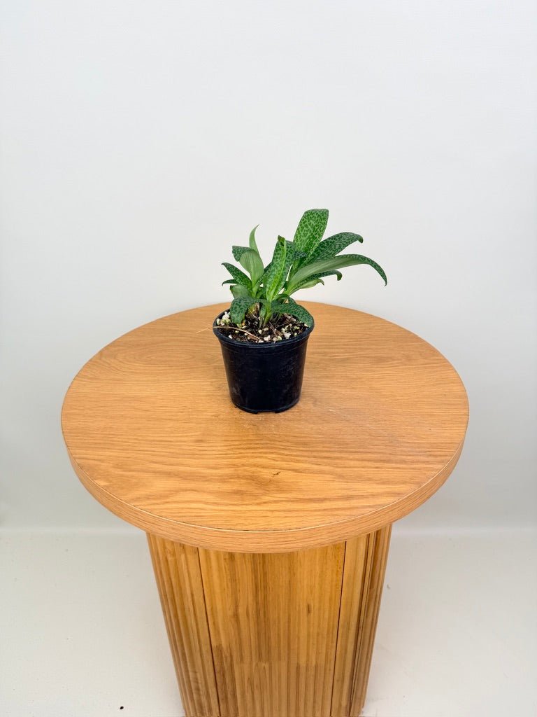 Ledebouria Socialis - Leopard Squill | Uprooted