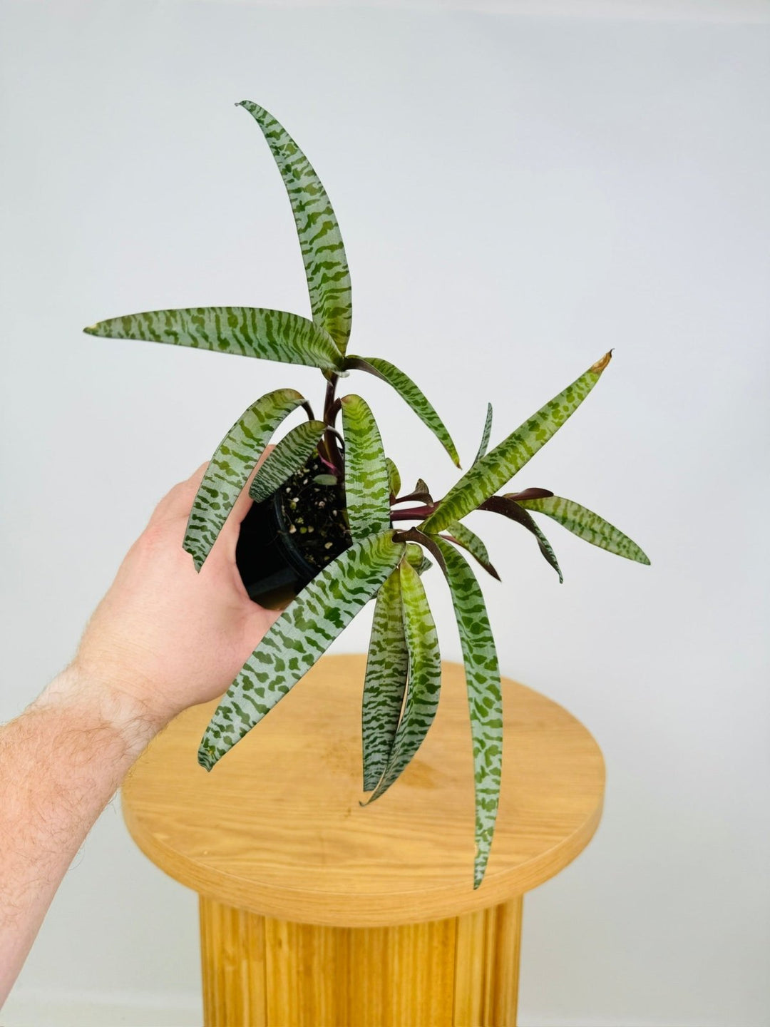 silver squill succulent Ledebouria Socialis - Silver Squill | Uprooted