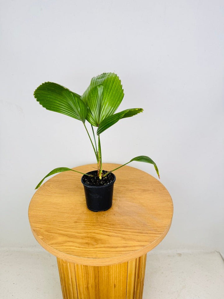 Licuala Peltata Var. Sumawongii | Uprooted