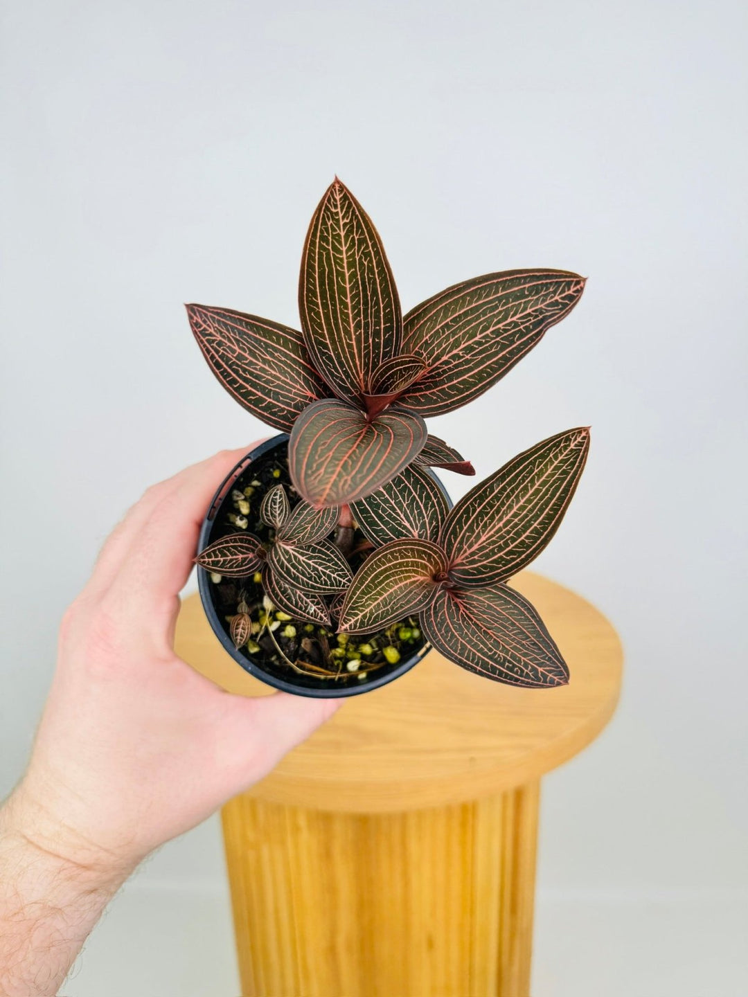 spider man plant Ludisia Discolor Spiderman | Uprooted