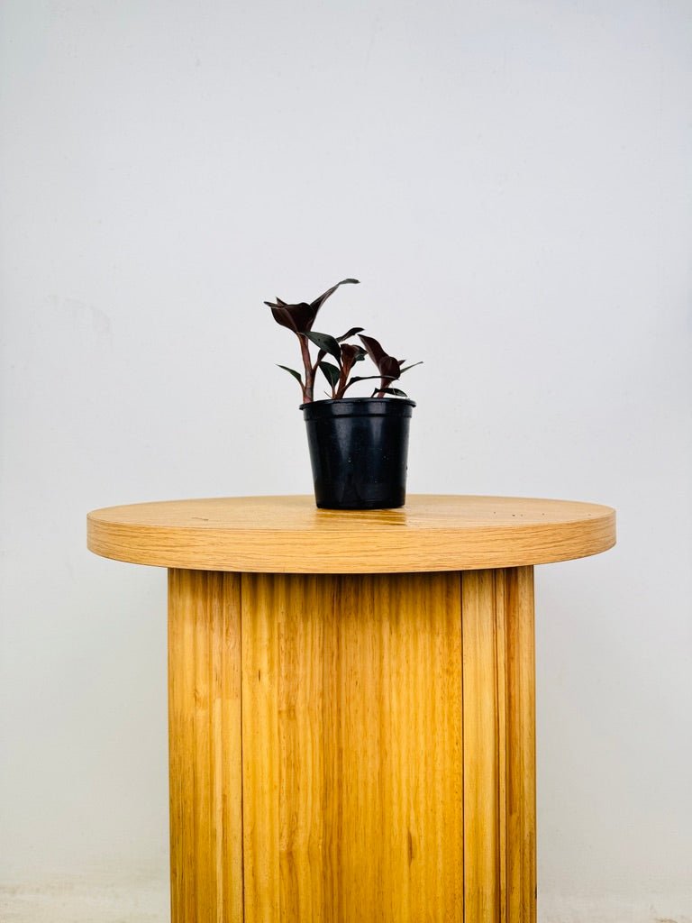 Ludisia Discolor Var Nigrescens | Uprooted