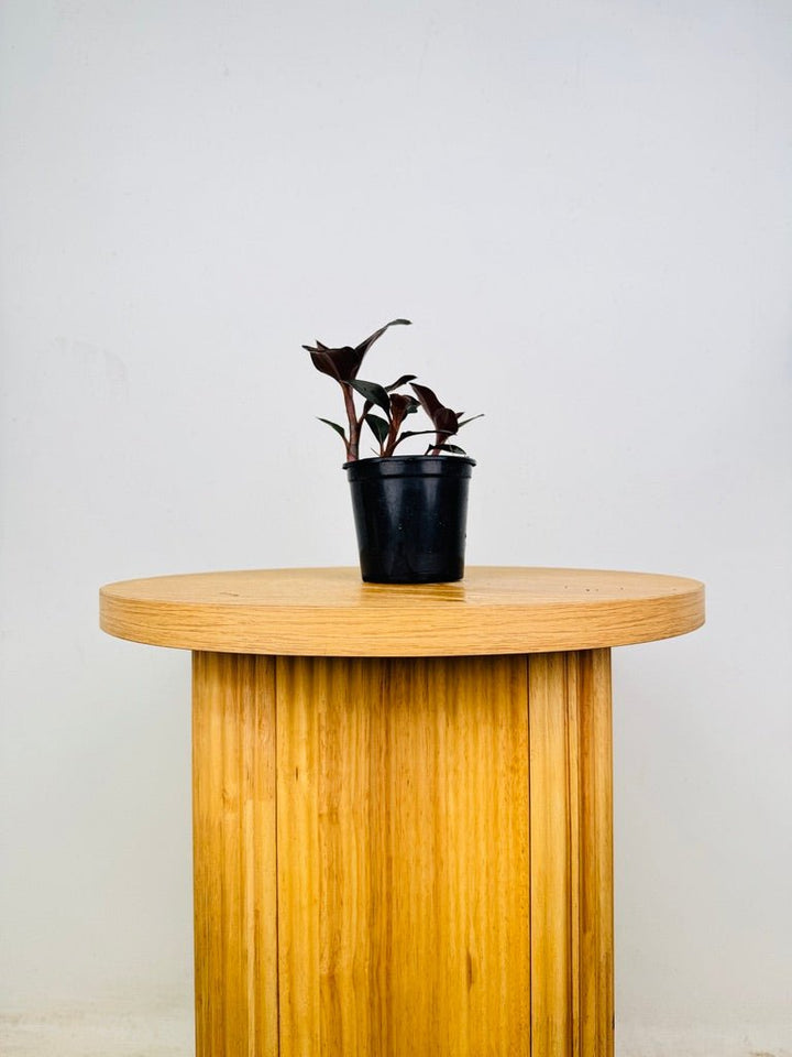 Ludisia Discolor Var Nigrescens | Uprooted