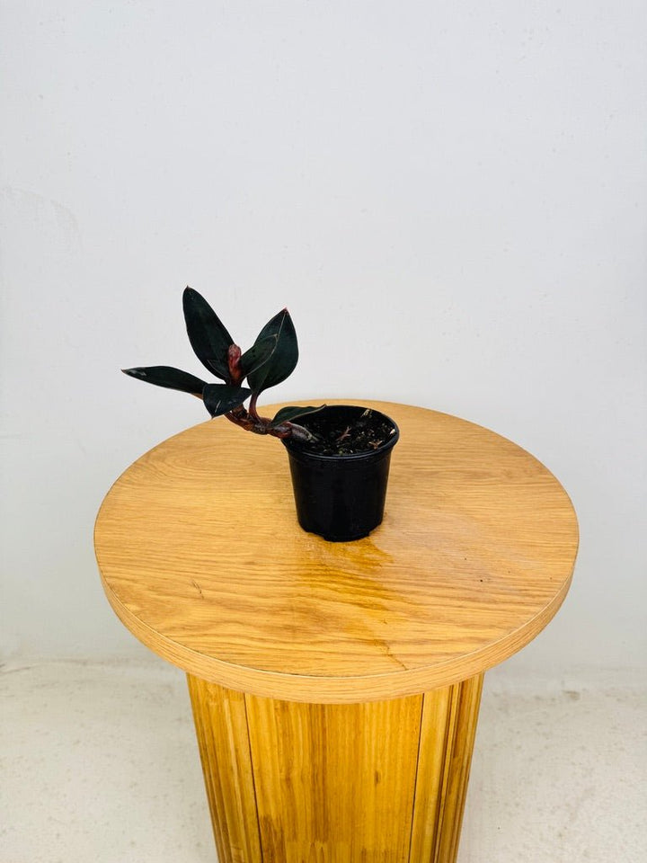 Ludisia Discolor Var Nigrescens | Uprooted