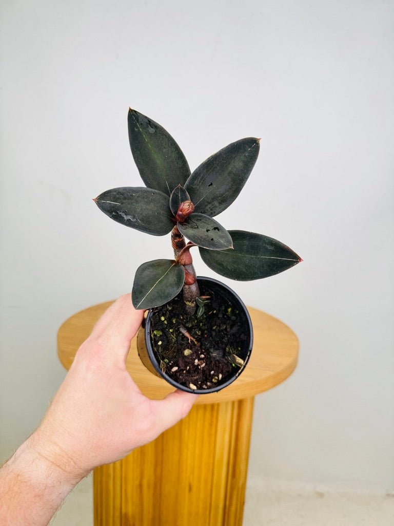 Ludisia Discolor Var Nigrescens | Uprooted