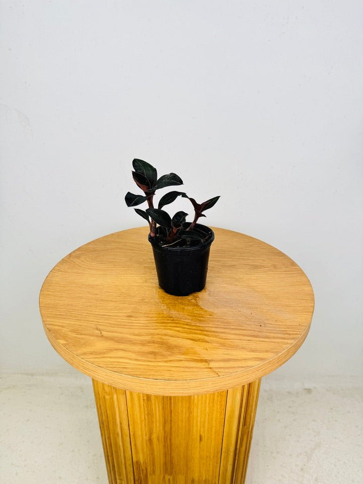 Ludisia Discolor Var Nigrescens | Uprooted