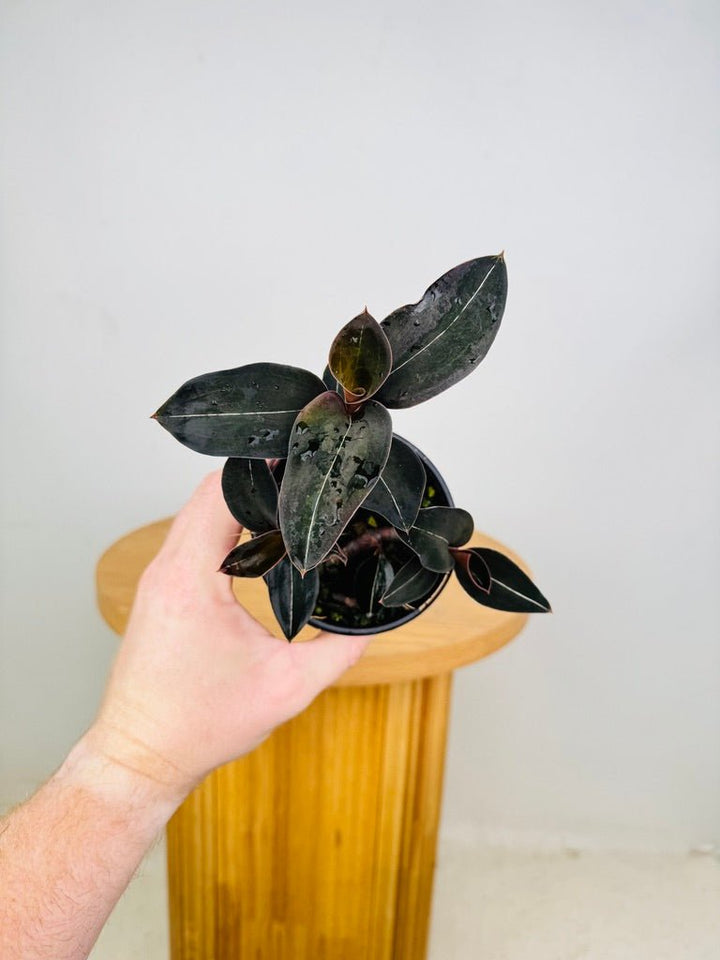 Ludisia Discolor Var Nigrescens | Uprooted