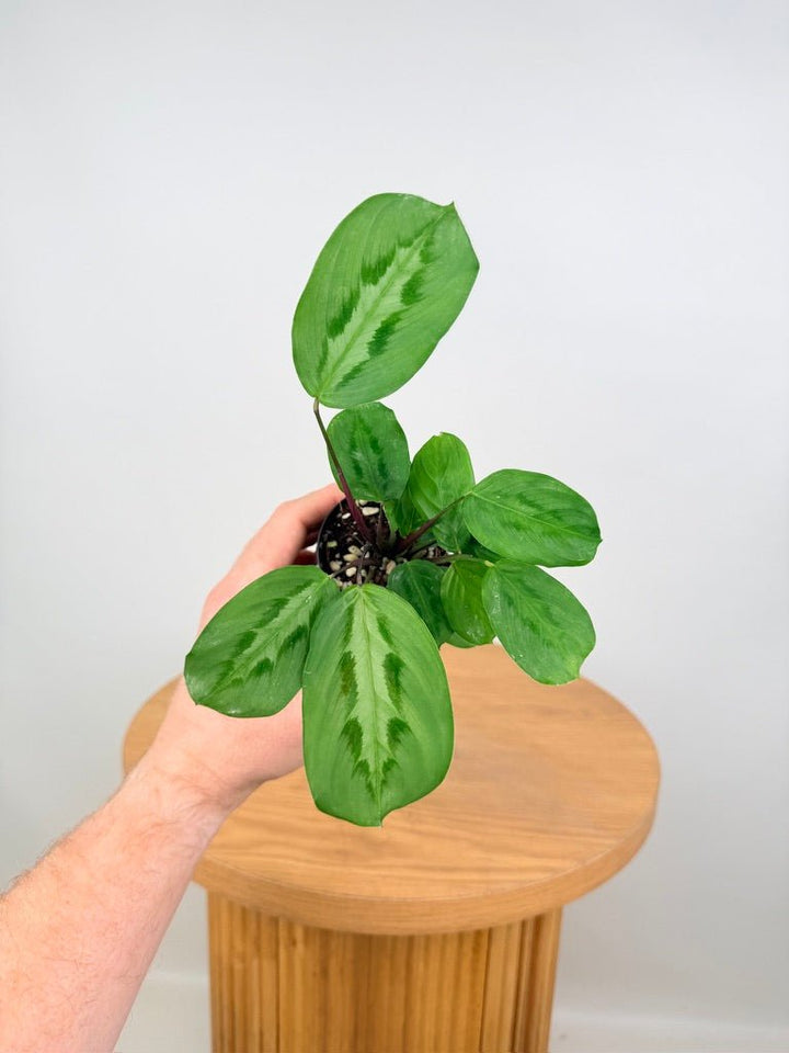 Maranta Cristata | Uprooted