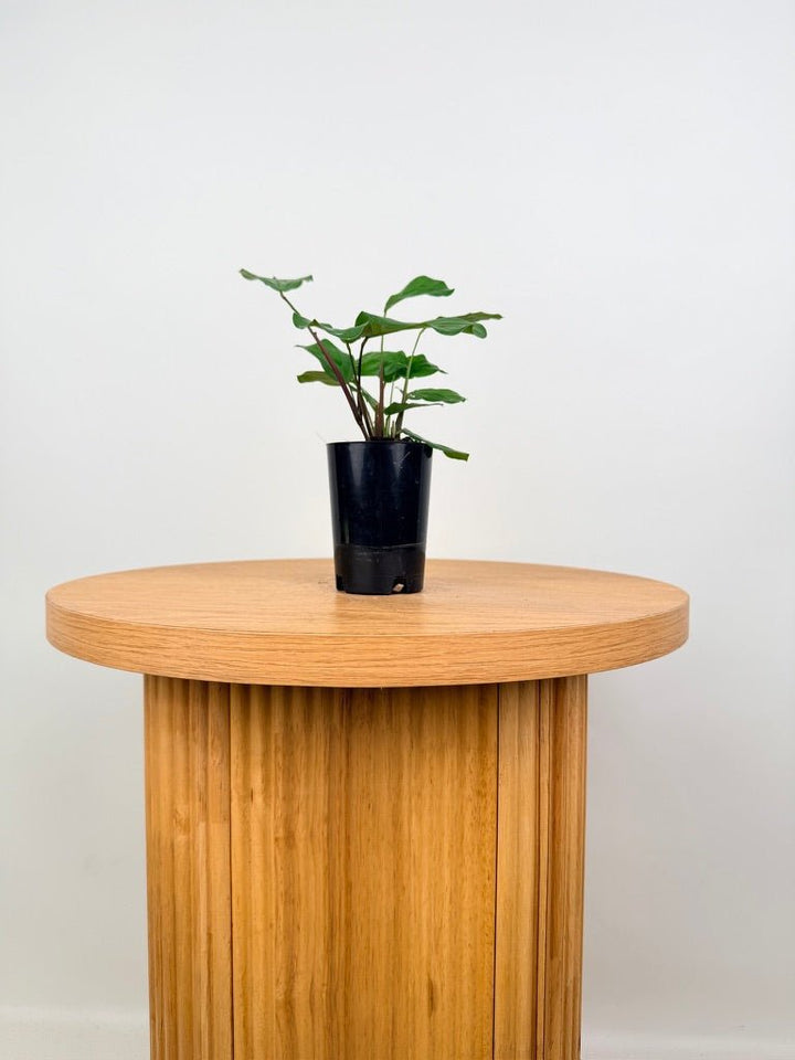 Maranta Cristata | Uprooted