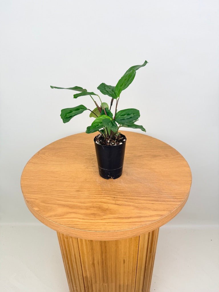 Maranta Cristata | Uprooted