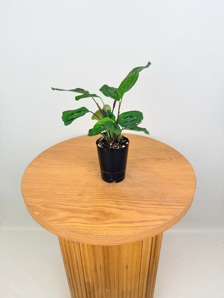 Maranta Cristata | Uprooted