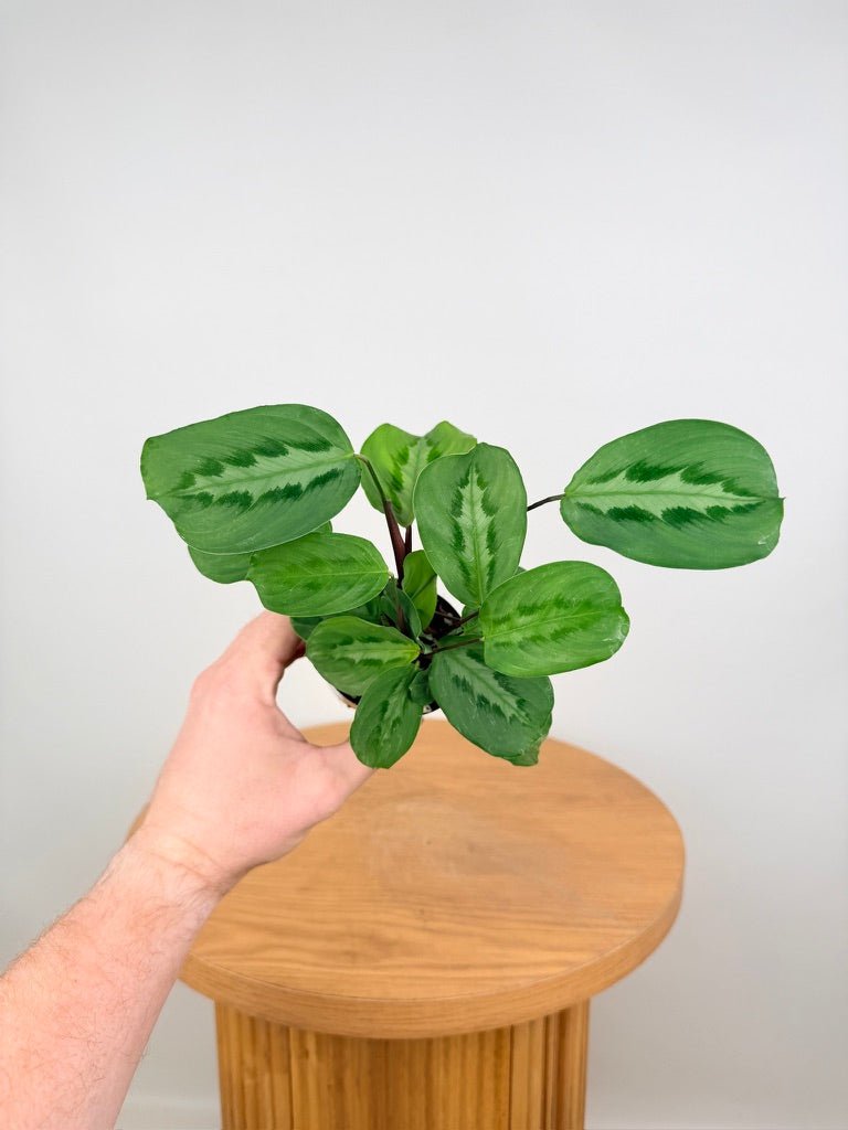 Maranta Cristata | Uprooted
