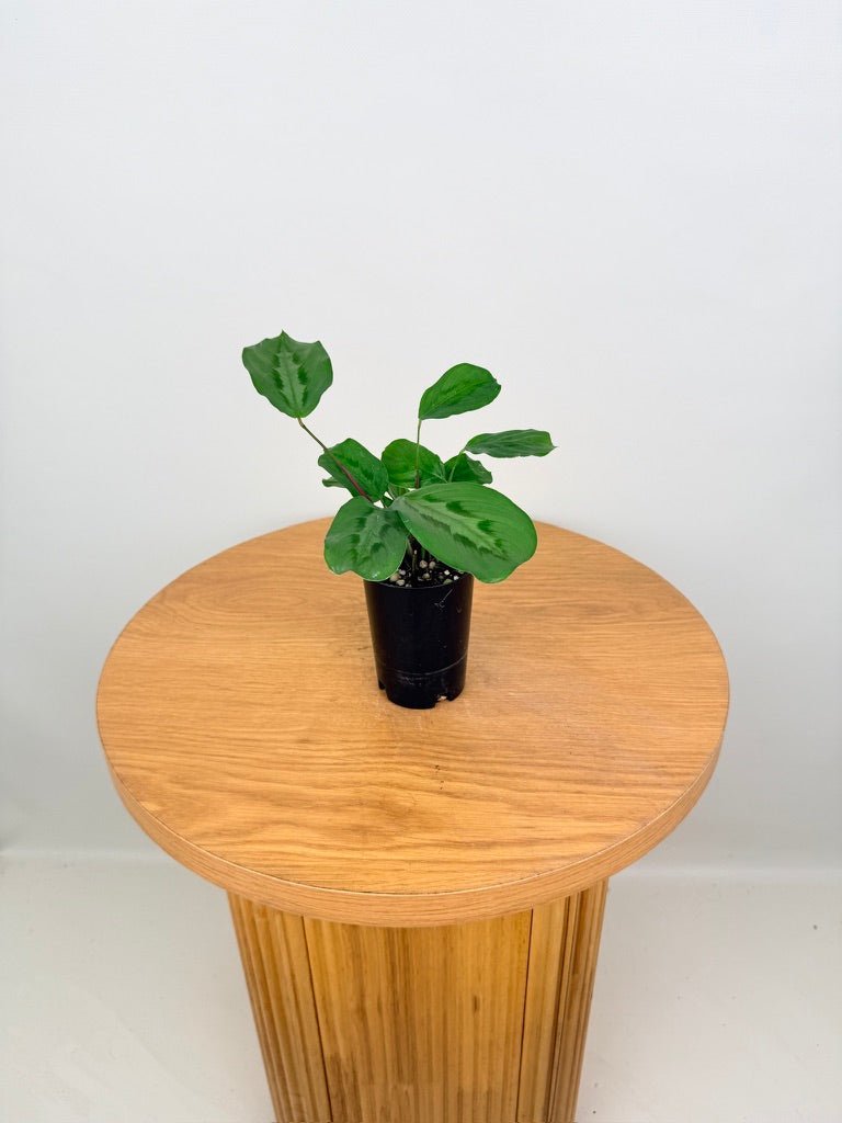 Maranta Cristata | Uprooted
