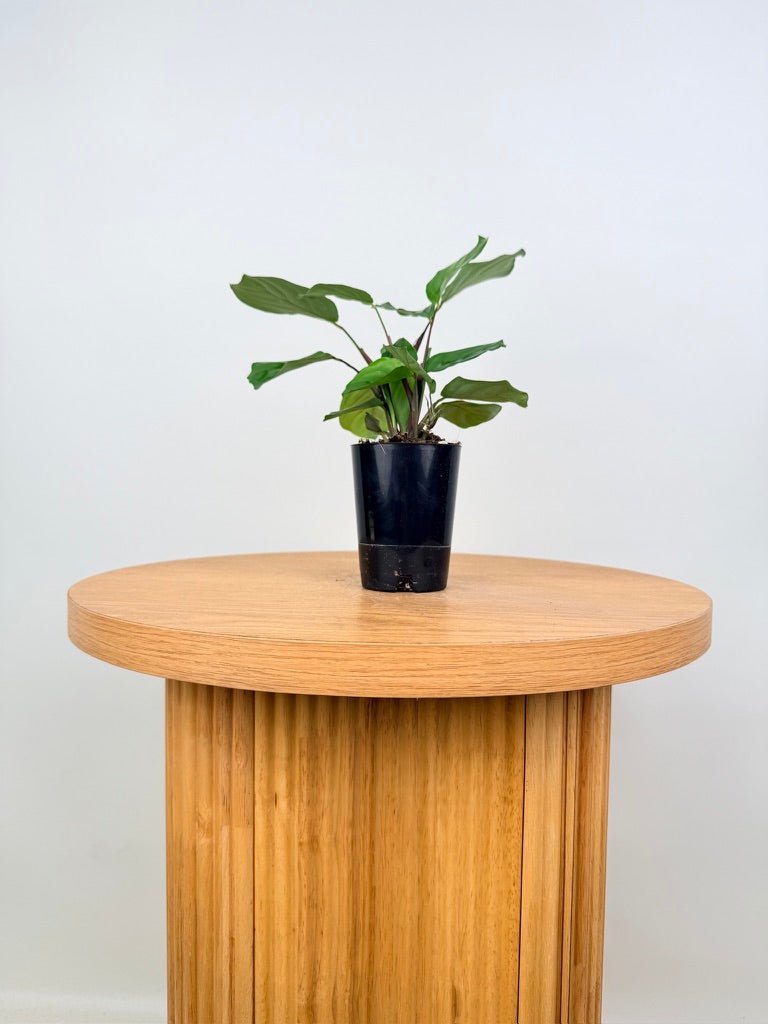 Maranta Cristata | Uprooted