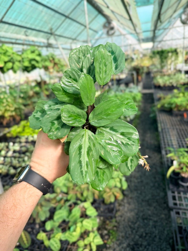 Maranta Cristata | Uprooted