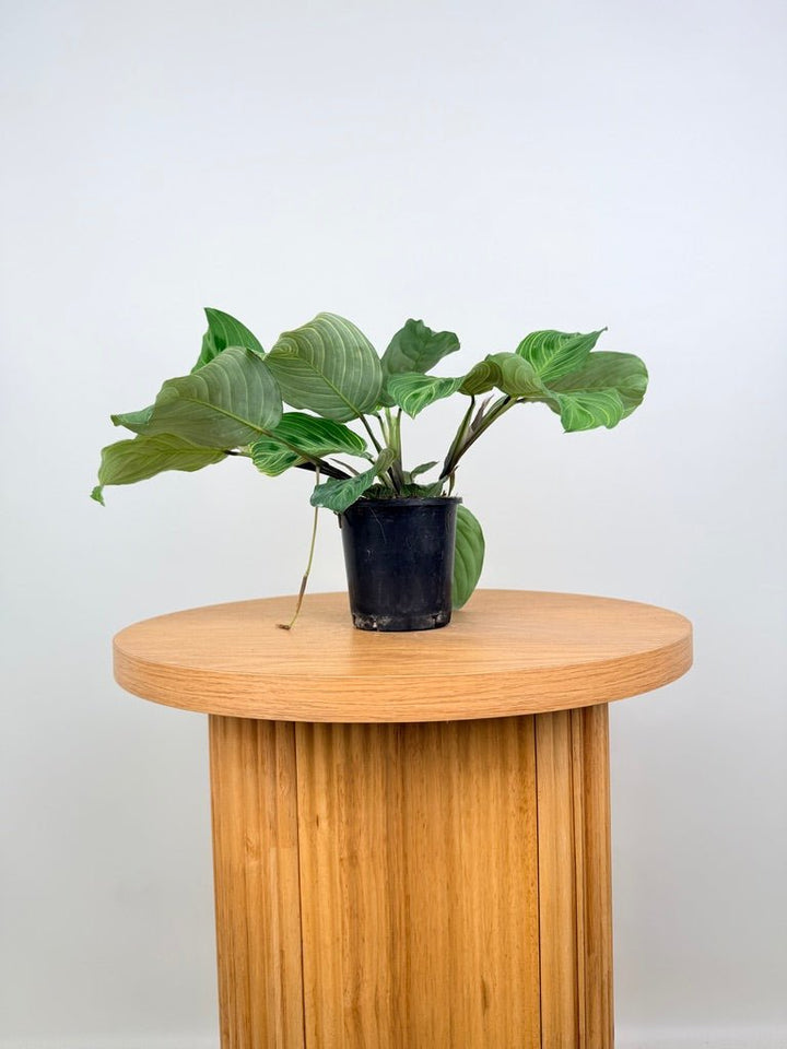 Maranta Leuconeura - Fantasy | Uprooted