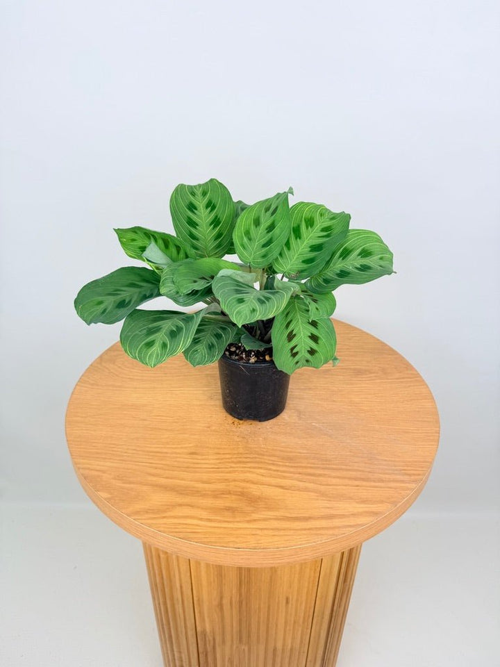 Maranta Leuconeura - Fantasy | Uprooted