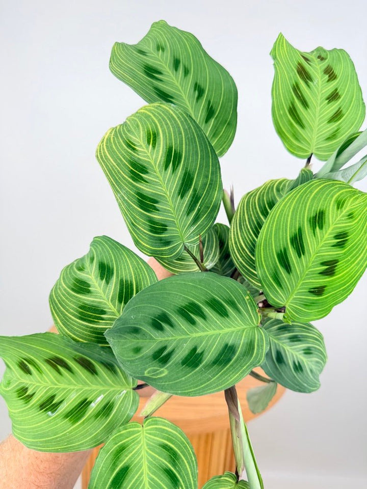 Maranta Leuconeura - Fantasy | Uprooted