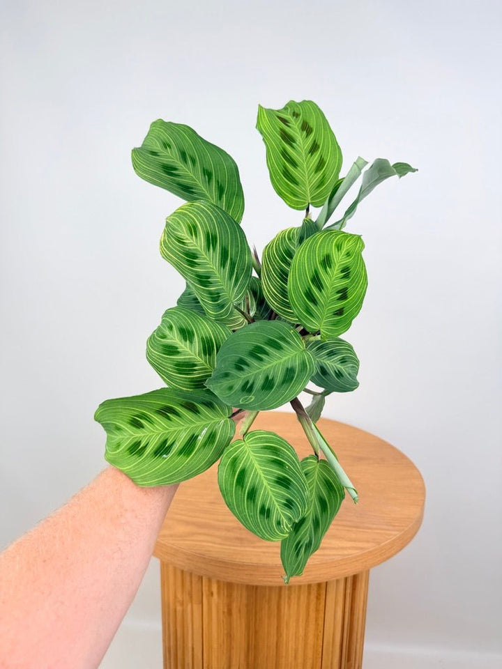 Maranta Leuconeura - Fantasy | Uprooted