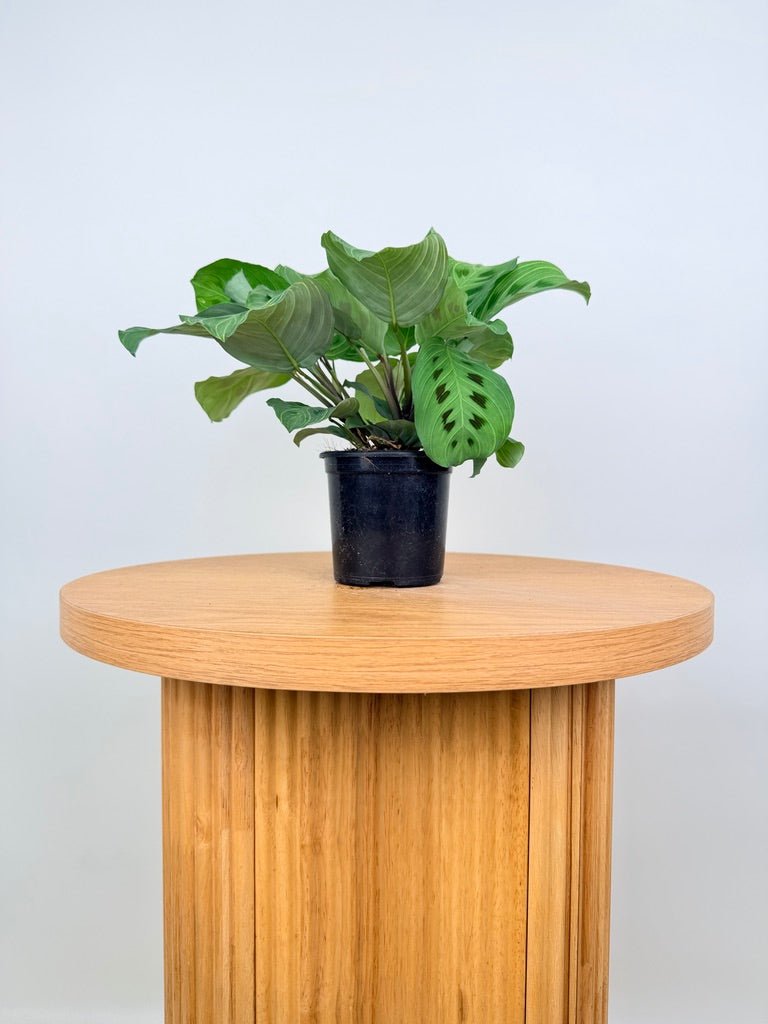 Maranta Leuconeura - Fantasy | Uprooted