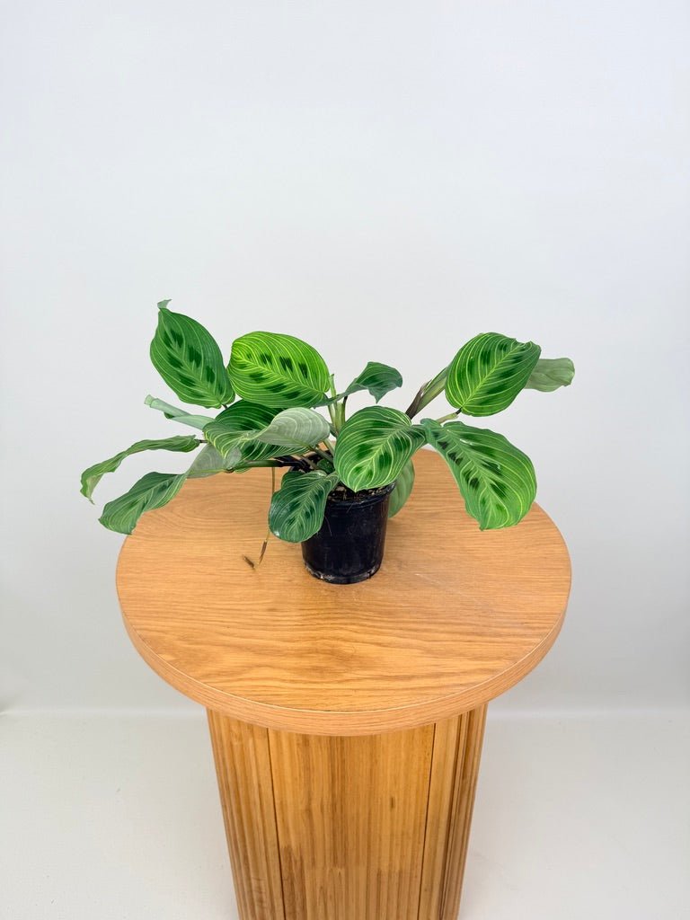 Maranta Leuconeura - Fantasy | Uprooted