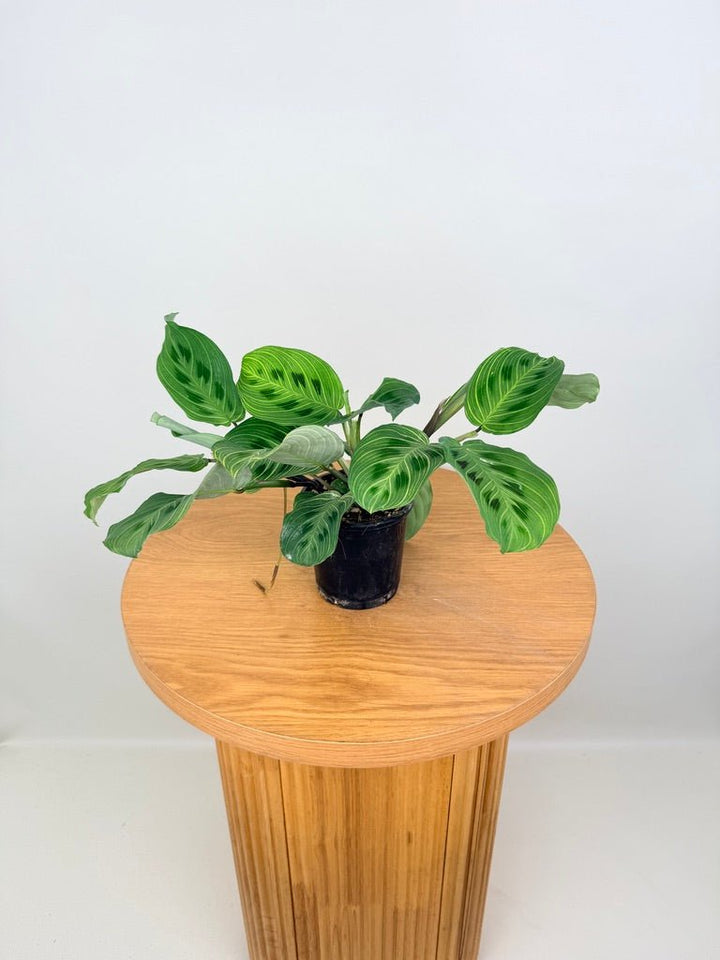 Maranta Leuconeura - Fantasy | Uprooted