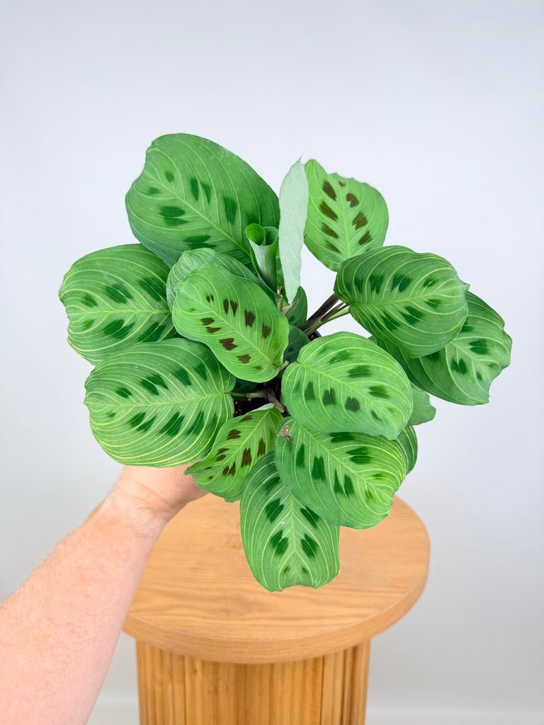 Maranta Leuconeura - Fantasy | Uprooted