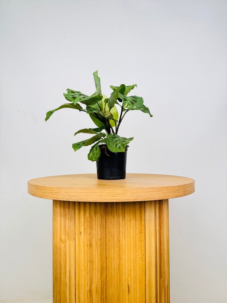 Maranta Leuconeura Kerchoveana Variegated | Uprooted