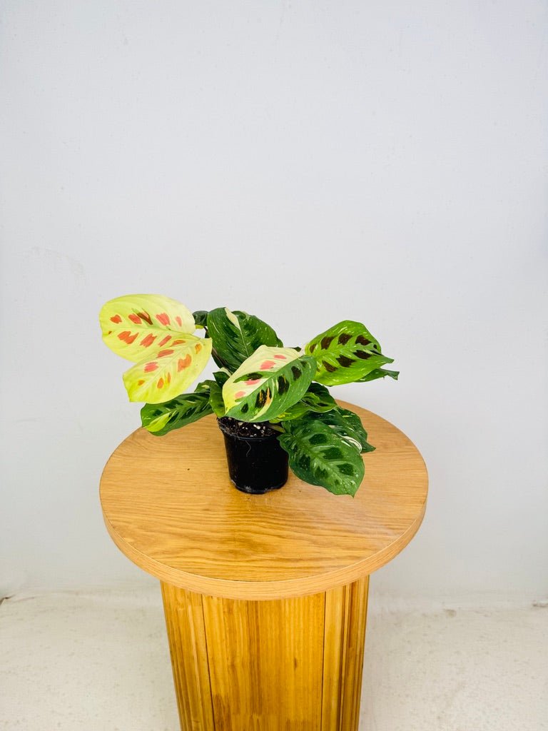 Maranta Leuconeura Kerchoveana Variegated | Uprooted