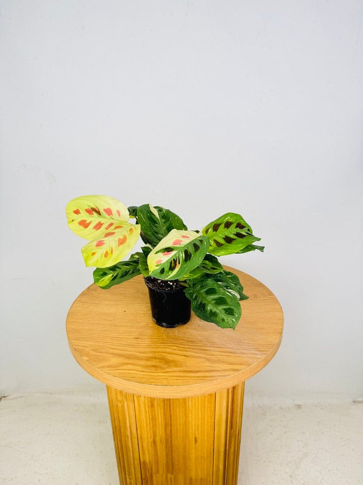 Maranta Leuconeura Kerchoveana Variegated | Uprooted