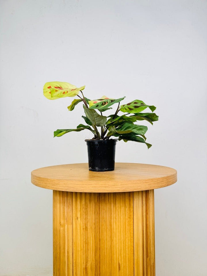 Maranta Leuconeura Kerchoveana Variegated | Uprooted