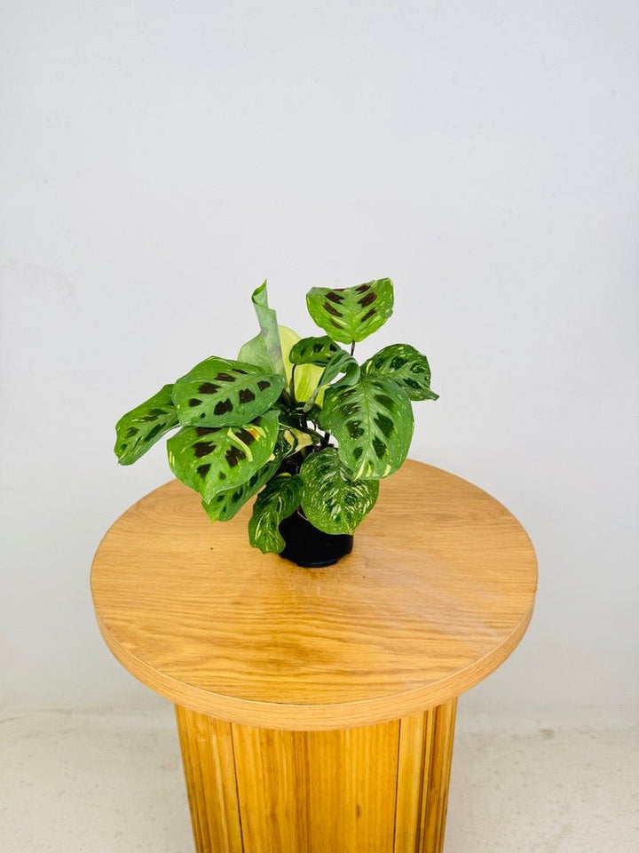 Maranta Leuconeura Kerchoveana Variegated | Uprooted