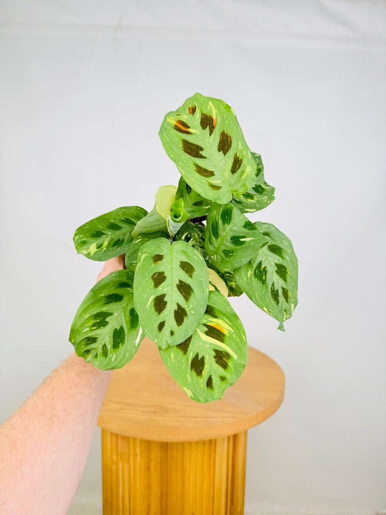 Maranta Leuconeura Kerchoveana Variegated | Uprooted