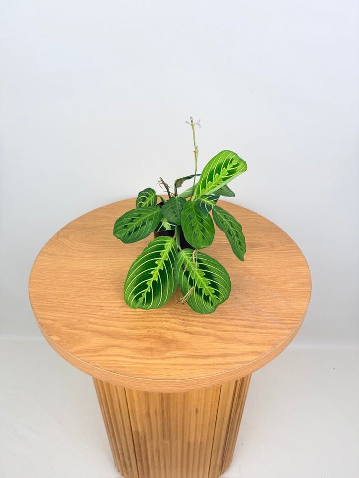 Maranta Leuconeura - Lemon Lime | Uprooted