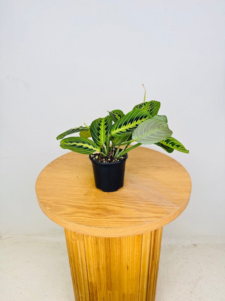 Maranta Leuconeura - Lemon Lime | Uprooted