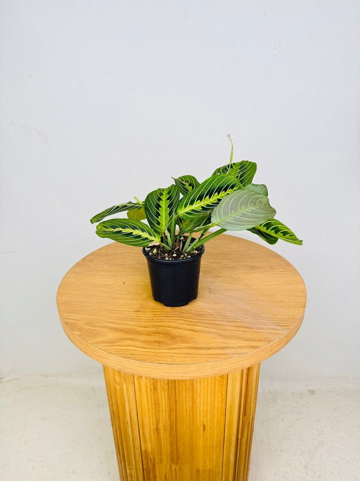 Maranta Leuconeura - Lemon Lime | Uprooted