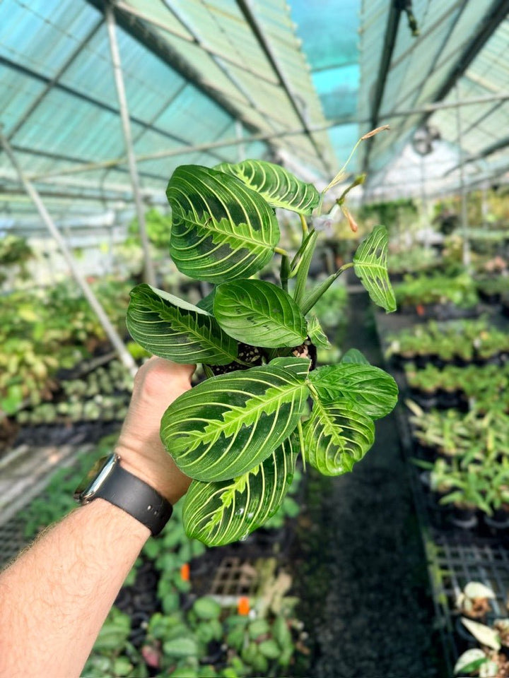 Maranta Leuconeura - Lemon Lime | Uprooted